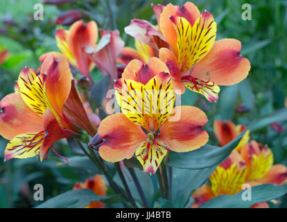 Lily péruvienne l'été indien l'Alstroemeria Banque D'Images