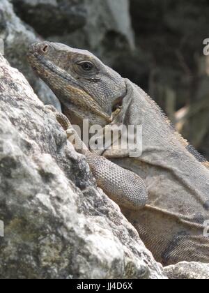 Le soleil lui-même l'iguane sur un rocher Banque D'Images