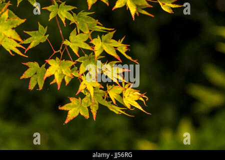 Acer en été, couleur jardin. Banque D'Images