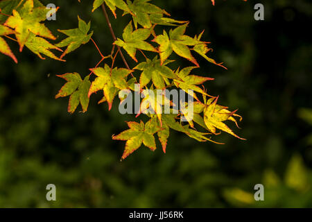 Acer en été, couleur jardin. Banque D'Images