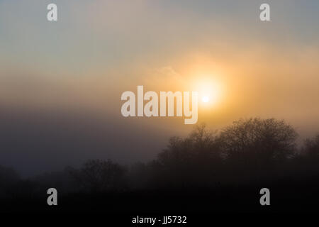 Soleil bas filtrant à travers le brouillard et la brume, avec quelques silhouettes d'arbres et de plantes Banque D'Images