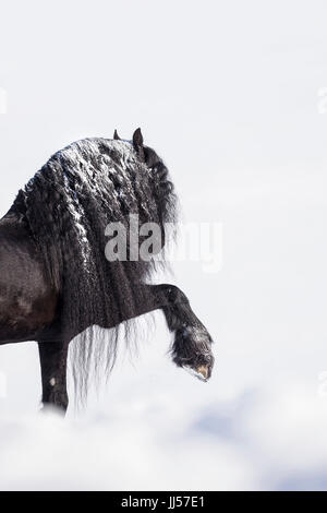 Cheval frison. L'exécution de l'étalon noir l'espagnol à pied dans la neige. Allemagne Banque D'Images
