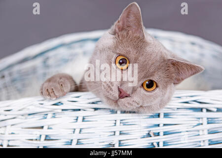 British Shorthair. Lilac tomcat (7 mois) couché dans un panier en osier . Allemagne Banque D'Images