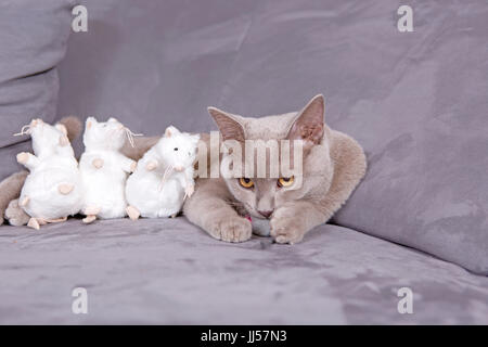 British Shorthair. Lilac tomcat (7 mois) avec des souris jouet posé sur une table. Allemagne Banque D'Images