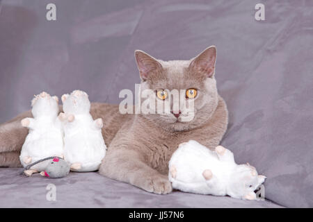 British Shorthair. Lilac tomcat (7 mois) avec des souris jouet posé sur une table. Allemagne Banque D'Images