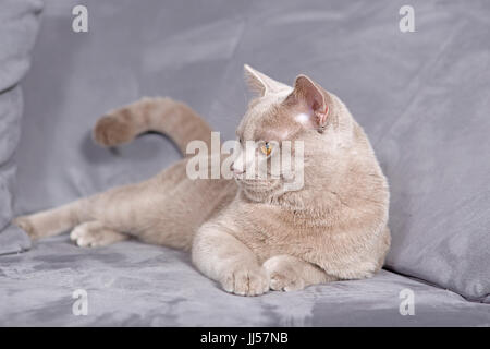 British Shorthair. Lilac tomcat (7 mois) est posé sur une table. Allemagne Banque D'Images