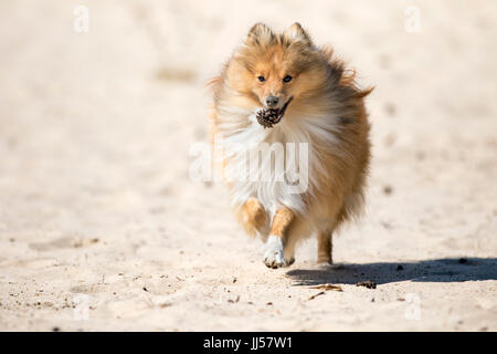Sheltie, Shetland Sheepdog. Adultes de sable s'exécutant sur du sable, de l'exécution d'un cône de pin. Pays-bas Banque D'Images