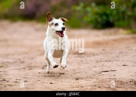 Jack Russell Terrier rocé tournant sur le sable. Stiphoutse bossen, Pays-Bas Banque D'Images