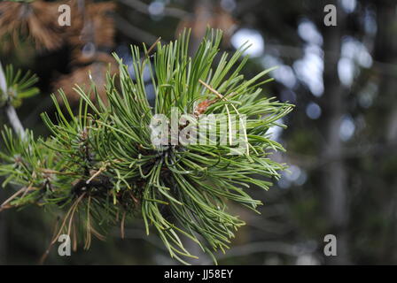 Un gros plan de l'extrémité d'une branche d'arbre de pin dans le Montana. Banque D'Images