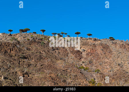 Le Sang de Dragon dans Dirhur forêt arbres, la zone protégée de Dixam Plateau dans la partie centrale de l'île de Socotra, site du patrimoine mondial de l'UNESCO Banque D'Images