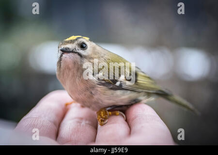 Goldcrest ( Regulus regulus) assis épuisé dans la paume de main après avoir eu un atterrissage dur pendant la migration des oiseaux Banque D'Images