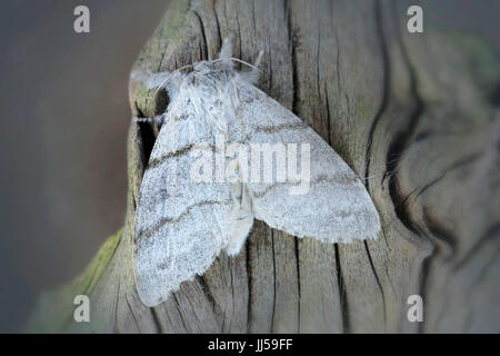 Pale Tussock, Red-Tail Moth (Calliteara pudibunda) à l'écorce d'un arbre Banque D'Images