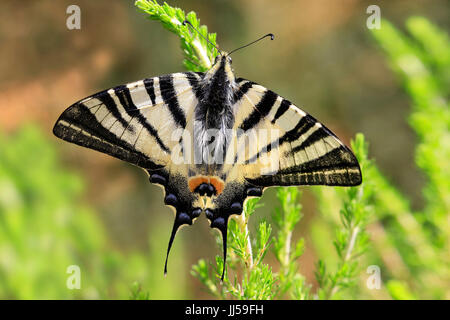 Swallowtail Iphiclides podalirius (rares) sur une plante, à l'unité, seul, l'un Banque D'Images