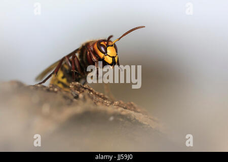 Frelon européen (Vespa crabro) sur une feuille Banque D'Images