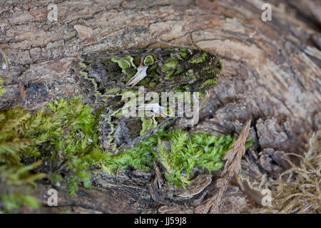 Orache (trachée atriplicis) assis bien camouflé sur une écorce d'arbre Banque D'Images