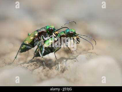 Green Tiger Beetle (Cicindela gallica), copula Banque D'Images