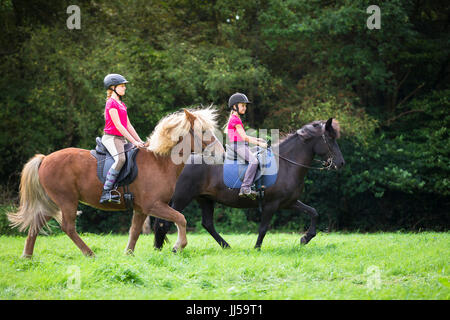 Cheval islandais. Deux filles sur l'exécution de l'toelt sur un pré. Allemagne Banque D'Images