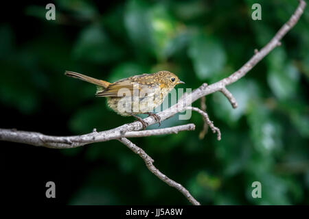 Les jeunes immatures European robin (Erithacus rubecula aux abords) perché sur une branche en été dans un jardin à Surrey, Angleterre du Sud-Est, Royaume-Uni Banque D'Images