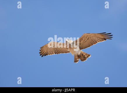 Aigle à bout court - Circaetus gallicus volant Banque D'Images