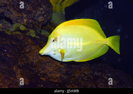 Tang jaune, poissons tropicaux nagent près de coral reef Banque D'Images