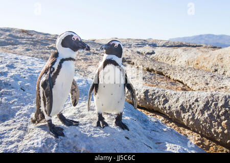 Couple de pingouins dans l'amour Banque D'Images