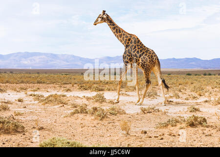 Girafe paysage d'Afrique du Sud, safari de faune Banque D'Images