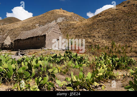 Maisons traditionnelles dans le canyon de Colca clôturé de cactus, Pérou, Banque D'Images