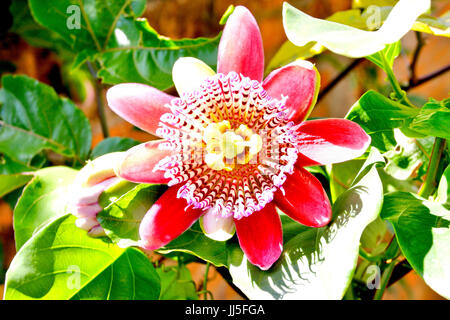 Les fruits de la Passion, fleur, fleur oranger, Brésil Banque D'Images