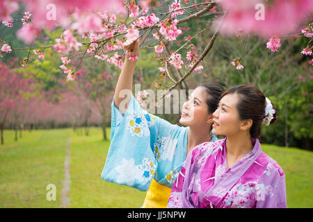 Femme asiatique touristiques enjoying view de belles fleurs roses fleurs de cerisiers sakura en avenue. Les jeunes amis féminins traditionnels japonais d'usure kimo Banque D'Images