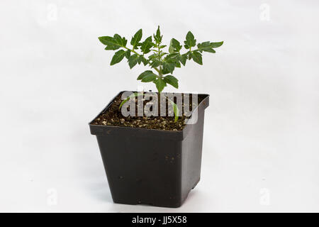 Plants de légumes dans une pépinière pot blanc sur fond isolé. Banque D'Images