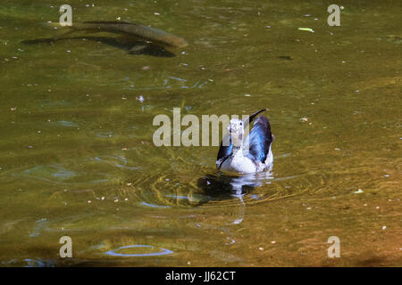 FUENGIROLA, Andalousie/ESPAGNE - 4 juillet : Canard à bec Bouton (Sarkidiornis melanotos) Aka Comb Duck au Bioparc Fuengirola Costa del Sol en Espagne le 4 juillet 2017 Banque D'Images