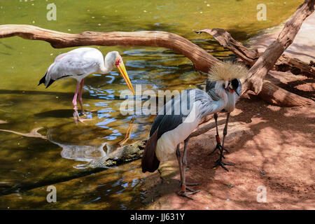 FUENGIROLA, Andalousie/ESPAGNE - 4 juillet : Noir grues couronnées et une Yellow-Billed Stork (Mycteria ibis) au Bioparc Fuengirola Costa del Sol en Espagne le 4 juillet 2017 Banque D'Images