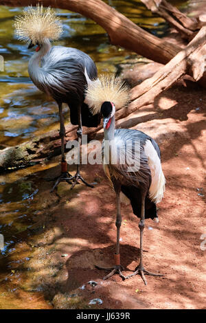 FUENGIROLA, Andalousie/ESPAGNE - 4 juillet : Noir grues couronnées au Bioparc Fuengirola Costa del Sol en Espagne le 4 juillet 2017 Banque D'Images