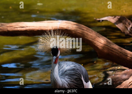 FUENGIROLA, Andalousie/ESPAGNE - 4 juillet : Noir grues couronnées au Bioparc Fuengirola Costa del Sol en Espagne le 4 juillet 2017 Banque D'Images