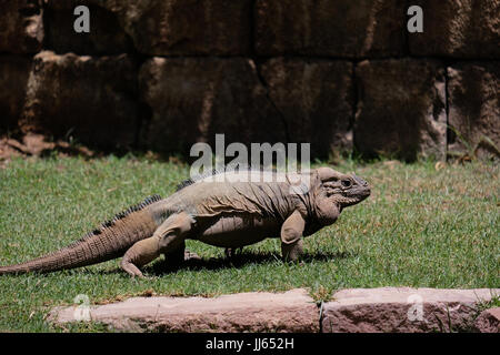 FUENGIROLA, Andalousie/ESPAGNE - 4 juillet : Iguane Rhinocéros (Cyclura cornuta) dans le Bioparc Fuengirola Costa del Sol Espagne le 4 juillet 2017 Banque D'Images