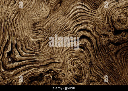 La texture des racines de l'arbre avec des lignes ondulées et anneaux d'âge. Résumé fond. Banque D'Images