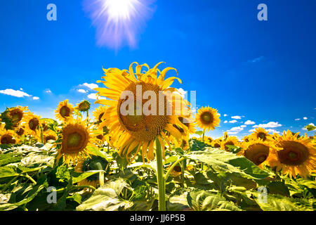 Champ de tournesol sous ciel bleu et soleil vue, cadre idyllique paysage agricole, Medjimurje, Croatie Banque D'Images