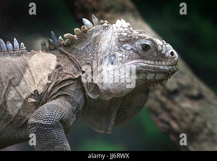 West Indian ou moins Antillean Iguana (Iguana delicatissima), basé sur l'île locale des espèces sœurs de l'iguane vert. Banque D'Images
