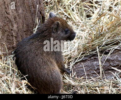 Bébé ou cubain Desmarest's (Capromys pilorides Hutia). Banque D'Images