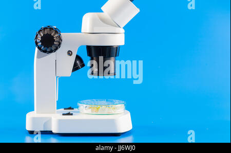 Les graines et les tiges de céréales génétiquement modifiées dans une boîte de pétri. Sur le tableau d'un microscope Banque D'Images