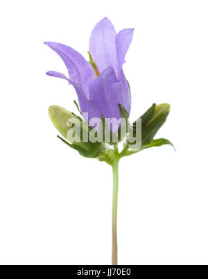 Bellflower isolé sur fond blanc. Banque D'Images