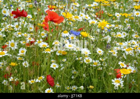 Pré de fleurs sauvages plantées mix coloré fleurs sauvages fleurs printemps été Banque D'Images