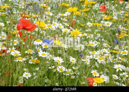 Pré de fleurs sauvages plantées mix coloré fleurs sauvages fleurs printemps été Banque D'Images