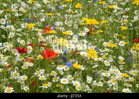 Pré de fleurs sauvages plantées mix coloré fleurs sauvages fleurs printemps été Banque D'Images