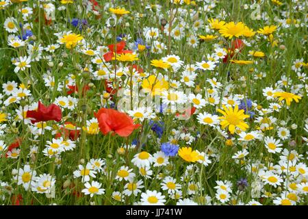 Pré de fleurs sauvages plantées mix coloré fleurs sauvages fleurs printemps été Banque D'Images