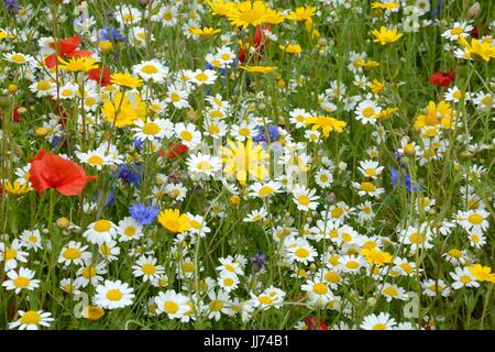 Pré de fleurs sauvages plantées mix coloré fleurs sauvages fleurs printemps été Banque D'Images