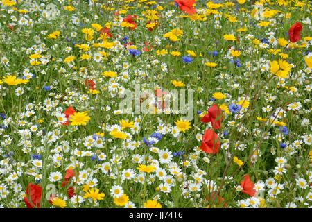 Pré de fleurs sauvages plantées mix coloré fleurs sauvages fleurs printemps été Banque D'Images