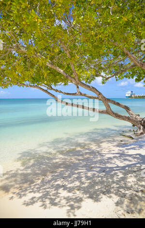 Vue sur l'océan avec un arbre sur la plage à Aruba, Antilles Banque D'Images