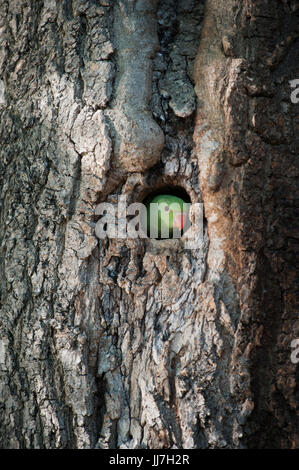 Ou à collier héron pourpré, (Psittacula krameri), les pairs de nid, Regents Park, Londres, Royaume-Uni Banque D'Images