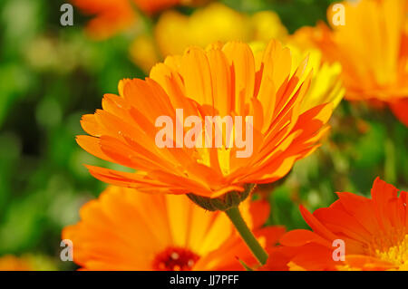 / De souci (Calendula officinalis) / Jardin anglais, Jardin Marigold souci, de l'anglais Marigold, Garden-Pot Marigold Banque D'Images